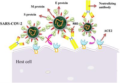 Potential of Immune-Related Therapy in COVID-19